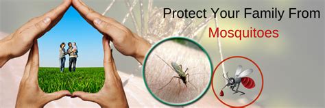 The Magic Patch Mosquito: A Natural and Effective Solution